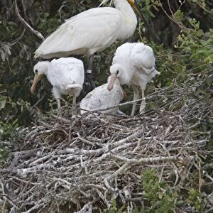 Adult and young Eurasian Spoonbill in Nesting Colony, Coto Donana, Spain