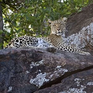 African Leopard (Panthera pardus pardus) adult, resting on rocks, Serengeti N. P. Tanzania, December