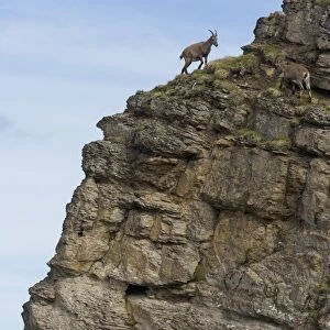 Alpine Ibex (Capra ibex) two adult females, climbing on rockface, Niederhorn, Swiss Alps, Bernese Oberland