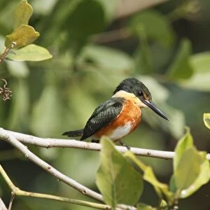 American Pygmy Kingfisher (Chloroceryle aenea) adult male, perched on twig, Pantanal, Mato Grosso, Brazil