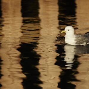 Black-legged Kittiwake (Rissa tridactyla) adult, swimming in harbour with reflection from pier in surrounding water
