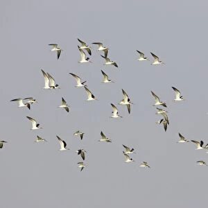 Black Skimmer (Rynchops niger) flock, in flight, Fort de Soto, Florida, U. S. A