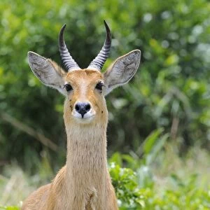 Bohor Reedbuck (Redunca redunca) adult male, alert, close-up of head and neck, Masai Mara, Kenya