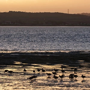 Brent Goose (Branta bernicla) flock, feeding on estuary habitat at low tide, silhouetted at sunrise, Medway Estuary