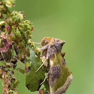 Burnished Brass Moth (Diachrysia chrysitis juncta) adult, resting on dock, Berwickshire, Scottish Borders, Scotland