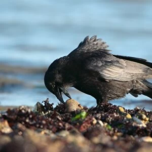 Carrion Crow (Corvus corone) adult, foraging on seashore at low tide, Poole Harbour, Dorset, England, february