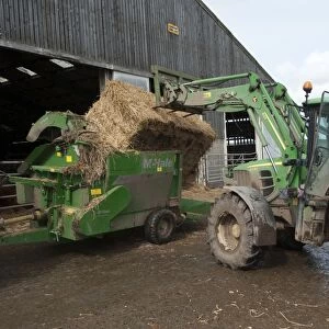 Cattle farming, tractor loading bale of straw into straw chopper used to bed cattle pens, Northumberland, England, May
