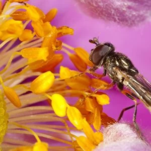 Chequered Hoverfly (Melanostoma scalare) adult female, feeding on anemone flower in garden, Powys, Wales, September