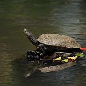 Chinese Stripe-necked Turtle (Mauremys sinensis) adult, basking on rock, Taiwan, April