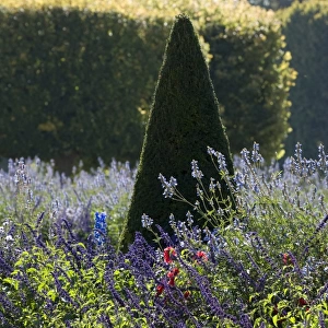 Clipped conical shaped tree and lavender garden, Palace of Versailles, Versailles, France, september