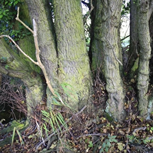 Common Alder (Alnus glutinosa) close-up of multiple trunks, growing in alder carr wet woodland, in valley fen reserve