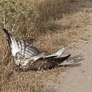 Common Buzzard (Buteo buteo) dead adult, at edge of track, Northern Spain, july