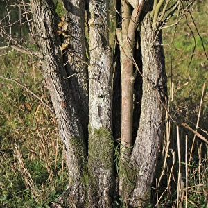 Common Hawthorn (Crataegus monogyna) close-up of trunk with multiple stems, growing in wet woodland