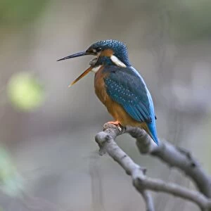 Common Kingfisher (Alcedo atthis) adult female, regurgitating and disgorging pellet, Suffolk, England, may