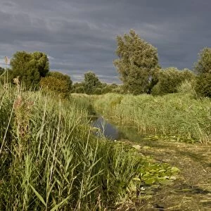 Common Reed (Phragmites australis) reedbed and ditch habitat, Wicken Fen N. N. R. Cambridgeshire, England, August