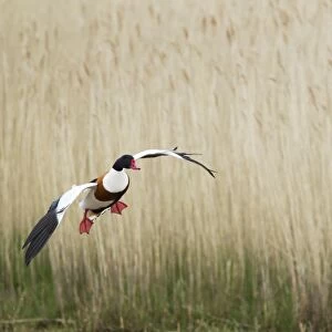 Common Shelduck (Tadorna tadorna) adult male, in flight over reedbed, Guernsey, Channel Islands, May