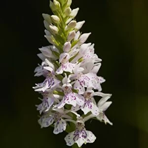Common Spotted Orchid (Dactylorhiza fuchsii) close-up of flowerspike, growing in woodland, Shropshire, England, June