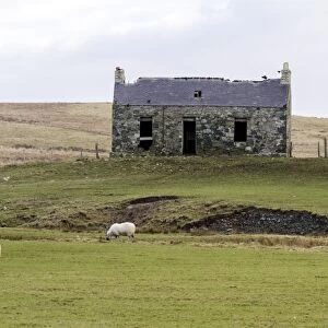 Derelict croft often used by nesting choughs or Jackdaws on the Isle of Islay Scotland
