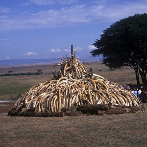 Destruction-Animal Products. Pile of Ivory and Rhino horn Nairobi National Park / Kenya