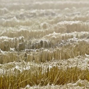 Dew covered gossamer in field, silk left by numerous ballooning spiders, Italy, november