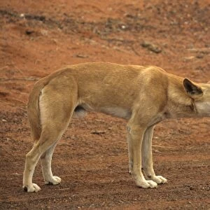Dingo (Canis familiaris) Male - Ayers Rock, Australia