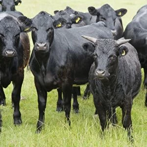 Domestic Cattle, Dexter beef herd, standing in pasture, Bradford, West Yorkshire, England, july