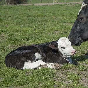 Domestic Cattle, Holstein Friesian dairy cow, wearing transponder collar, with newborn Hereford cross calf, Shropshire