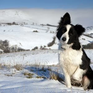 Domestic Dog, Border Collie sheepdog, adult, sitting in snow on fell, Cumbria, England, december