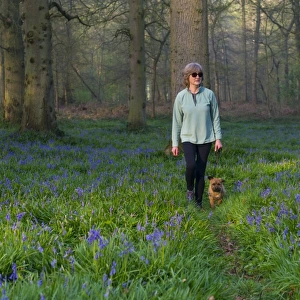 Domestic Dog, Border Terrier, adult, walking on lead beside owner through Bluebell (Endymion non-scriptus)