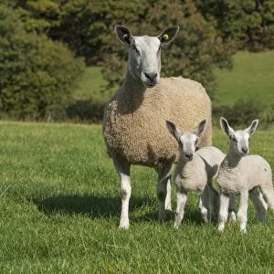 Domestic Sheep, Blue-faced Leicester, ewe with twin lambs, standing in pasture, Llanrwst, Conwy, North Wales, October