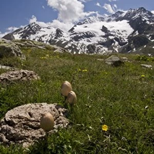 Egghead Mottlegill (Panaeolus semiovatus) fruiting bodies, growing on cattle dung at high altitude, Bernina Pass