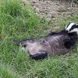 Eurasian Badger (Meles meles) adult, resting on back, England, July (captive)