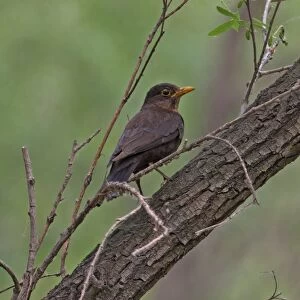 Eurasian Blackbird (Turdus merula mandarinus) adult female, perched on branch, Beidaihe, Hebei, China, may