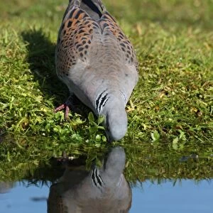 Eurasian Turtle-dove (Streptopelia turtur) adult, drinking from pond, Norfolk, England, june