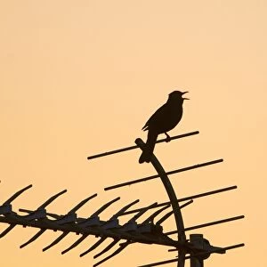 European Blackbird (Turdus merula) adult male, singing, perched on televison aerial, silhouetted in town centre at dawn, Holt, Norfolk, England, may