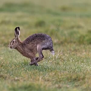 European Hare (Lepus europaeus) adult, running in wet grass field, with water spraying off hind feet, Suffolk, England