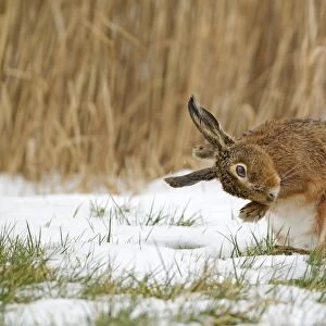 European Hare (Lepus europaeus) adult, scratching between ears with fore foot, sitting on snow in field, Suffolk