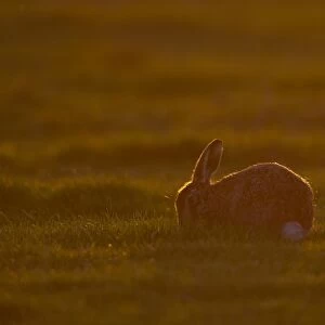 European Hare (Lepus europaeus) adult, feeding, backlit at sunset, Suffolk, England, march