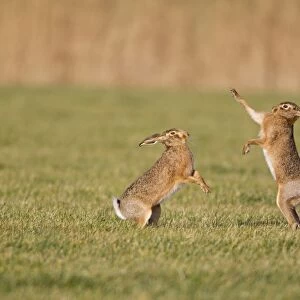 European Hare (Lepus europaeus) adult pair, boxing, female fighting off male in field, Suffolk, England, january