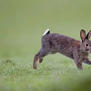 European Rabbit (Oryctolagus cuniculus) adult, with wet fur, running, Minsmere RSPB Reserve, Suffolk, England, october