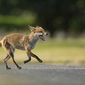 European Red Fox (Vulpes vulpes) adult, running on path of urban cemetery in evening, London, England, July
