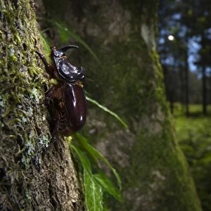 European Rhinoceros Beetle (Oryctes nasicornis) adult, clinging to tree trunk in woodland habitat, Porto Vecchio, Corsica, France, june