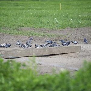Feral Pigeon (Columba livia) flock, feeding beside freerange pig trough on outdoor unit, Sweden, june