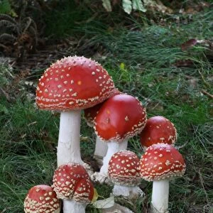 Fly Agaric (Amanita muscaria) fruiting bodies, group growing in Silver Birch (Betula pendula) woodland, Leicestershire