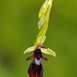 Fly Orchid (Ophrys insectifera) close-up of flower, Buckinghamshire, England, May