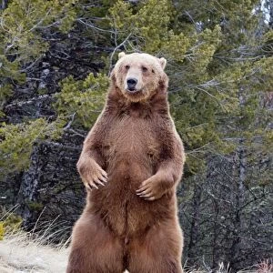 Grizzly Bear (Ursus arctos horribilis) adult, standing on hind legs, Montana, U. S. A. january (captive)