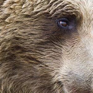 Grizzly Bear (Ursus arctos horribilis) adult, close-up of face, Katmai N. P. Alaska, U. S. A. august