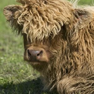Highland Cattle, calf, close-up of head, resting in pasture, Sweden, may