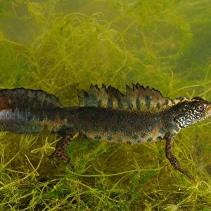 Italian Crested Newt (Triturus carnifex) adult male, amongst weed underwater, Italy, may