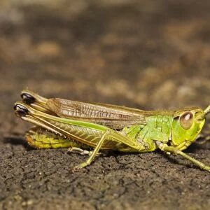 Lesser Marsh Grasshopper (Chorthippus albomarginatus) adult, resting on stump, Rainham Marshes RSPB Reserve